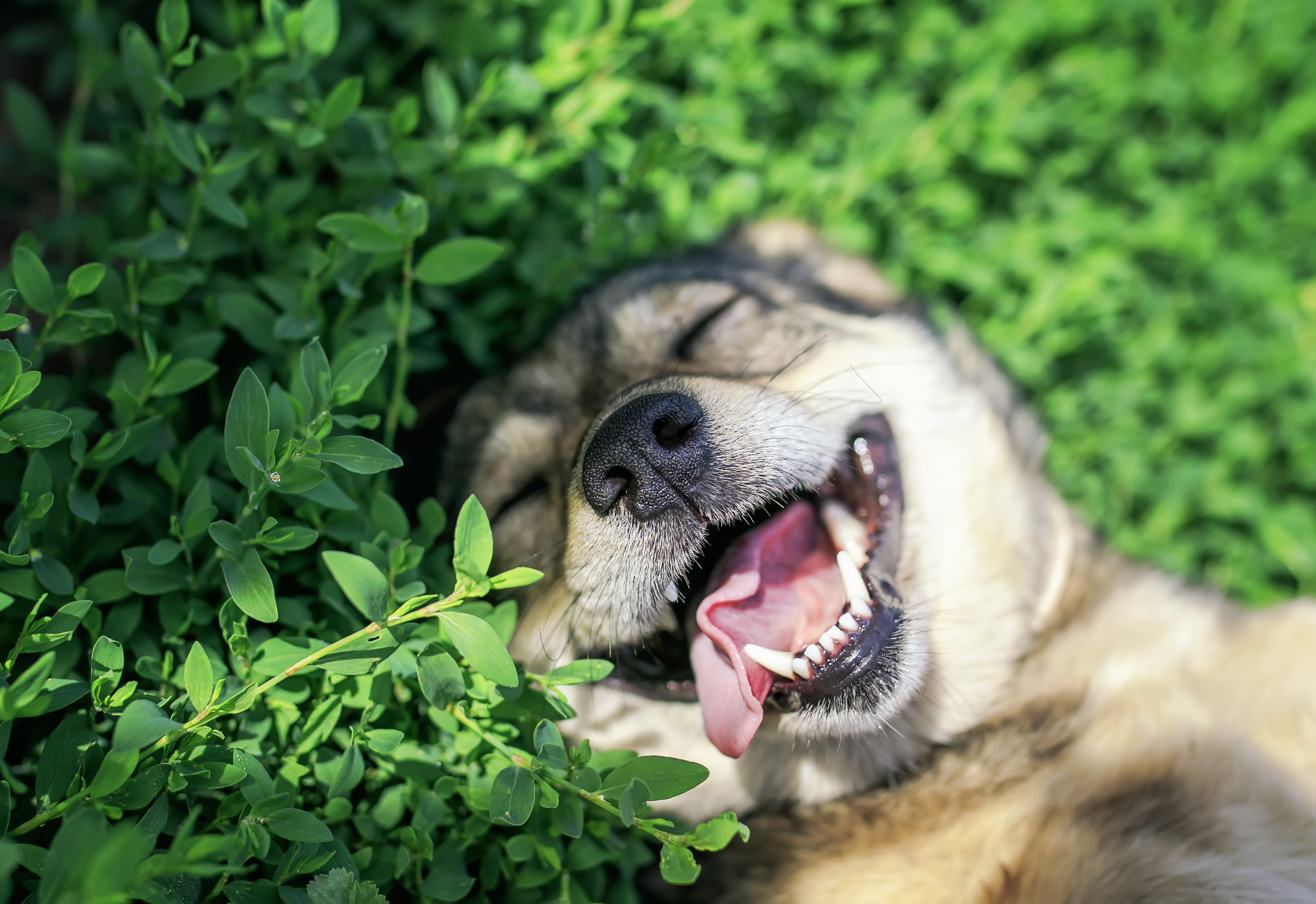 Portrait of cute dog lying on green grass in spring sunny meadow