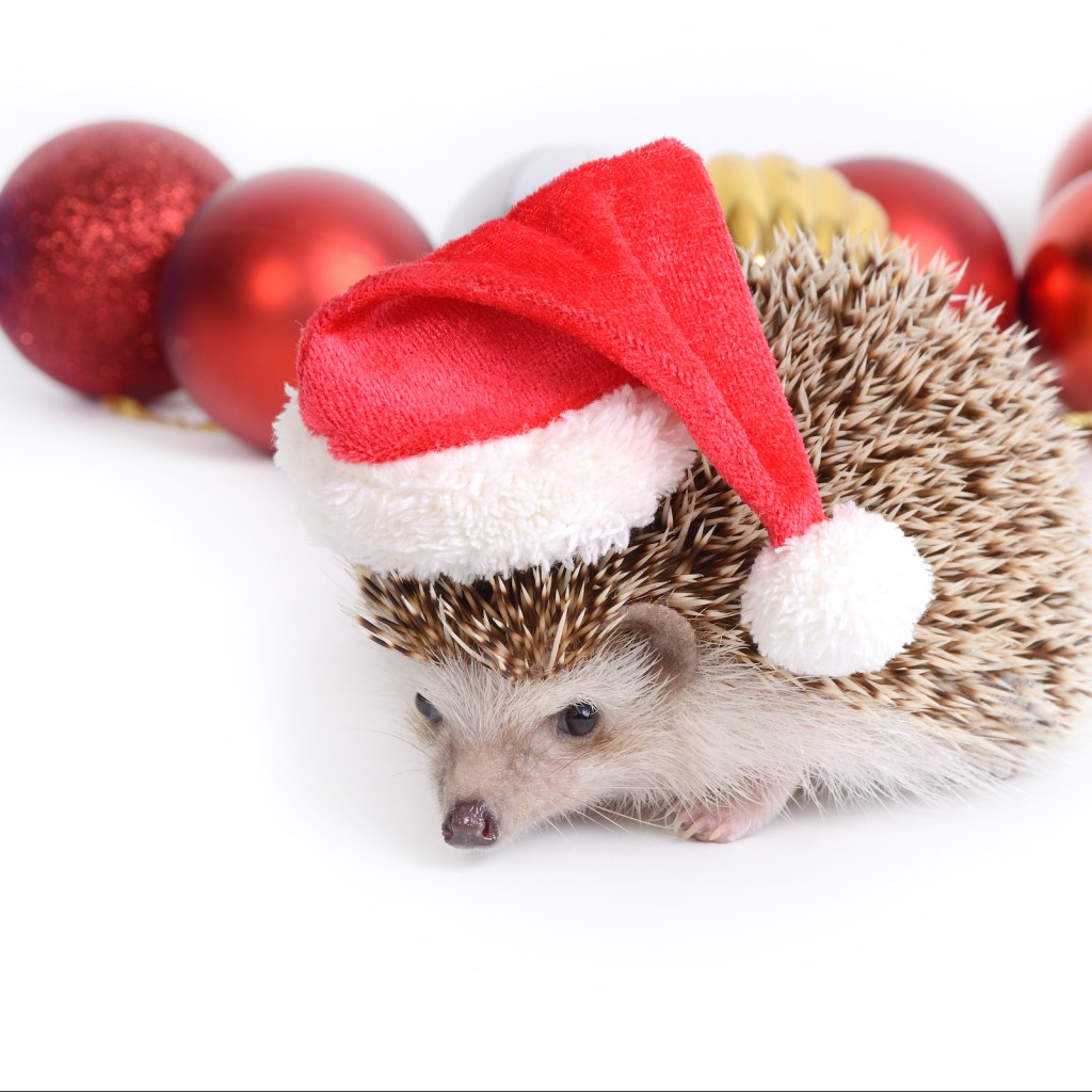 A hedgehog wearing a Santa hat stands in front of Christmas ornaments on a white background