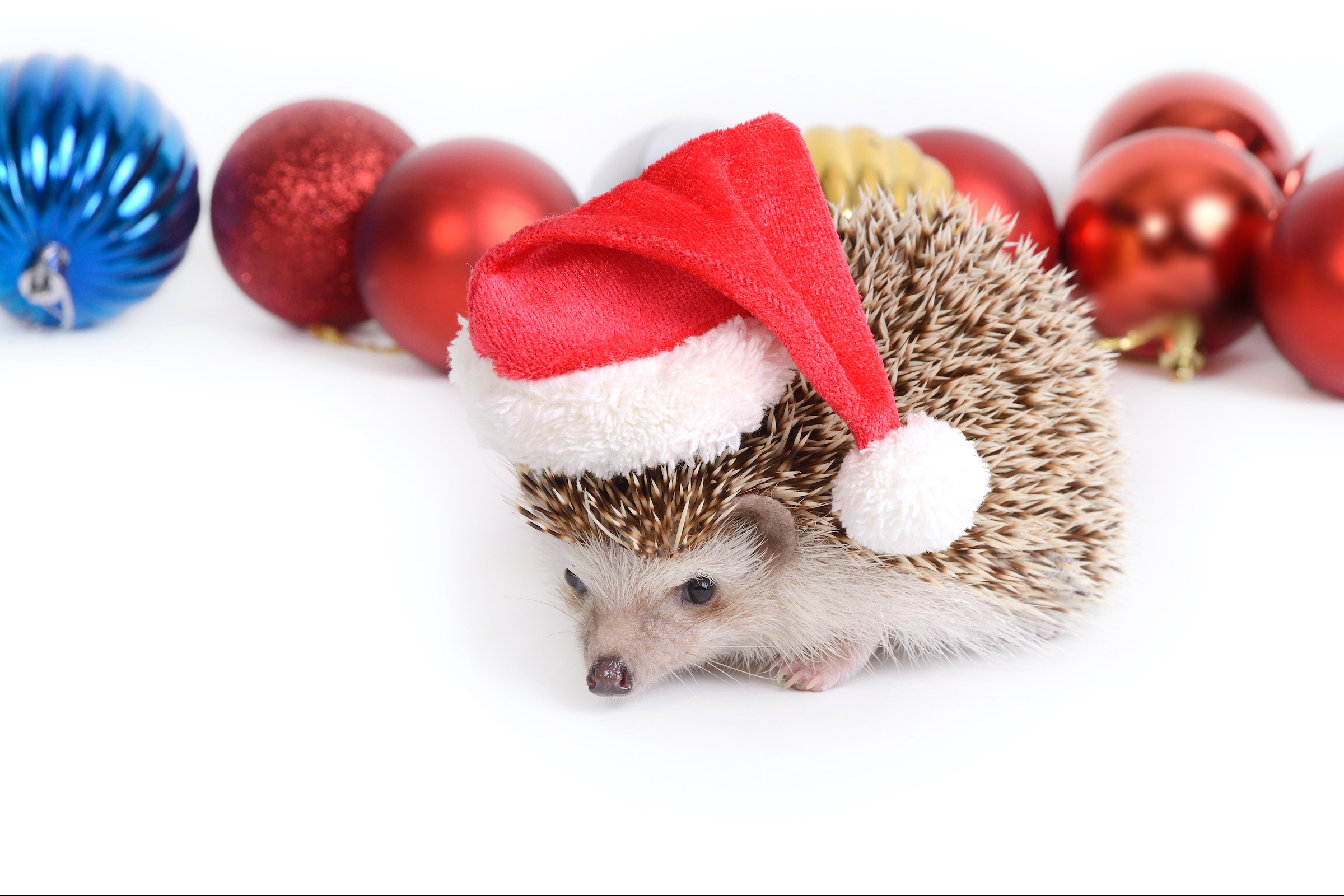 A hedgehog wearing a Santa hat stands in front of Christmas ornaments on a white background
