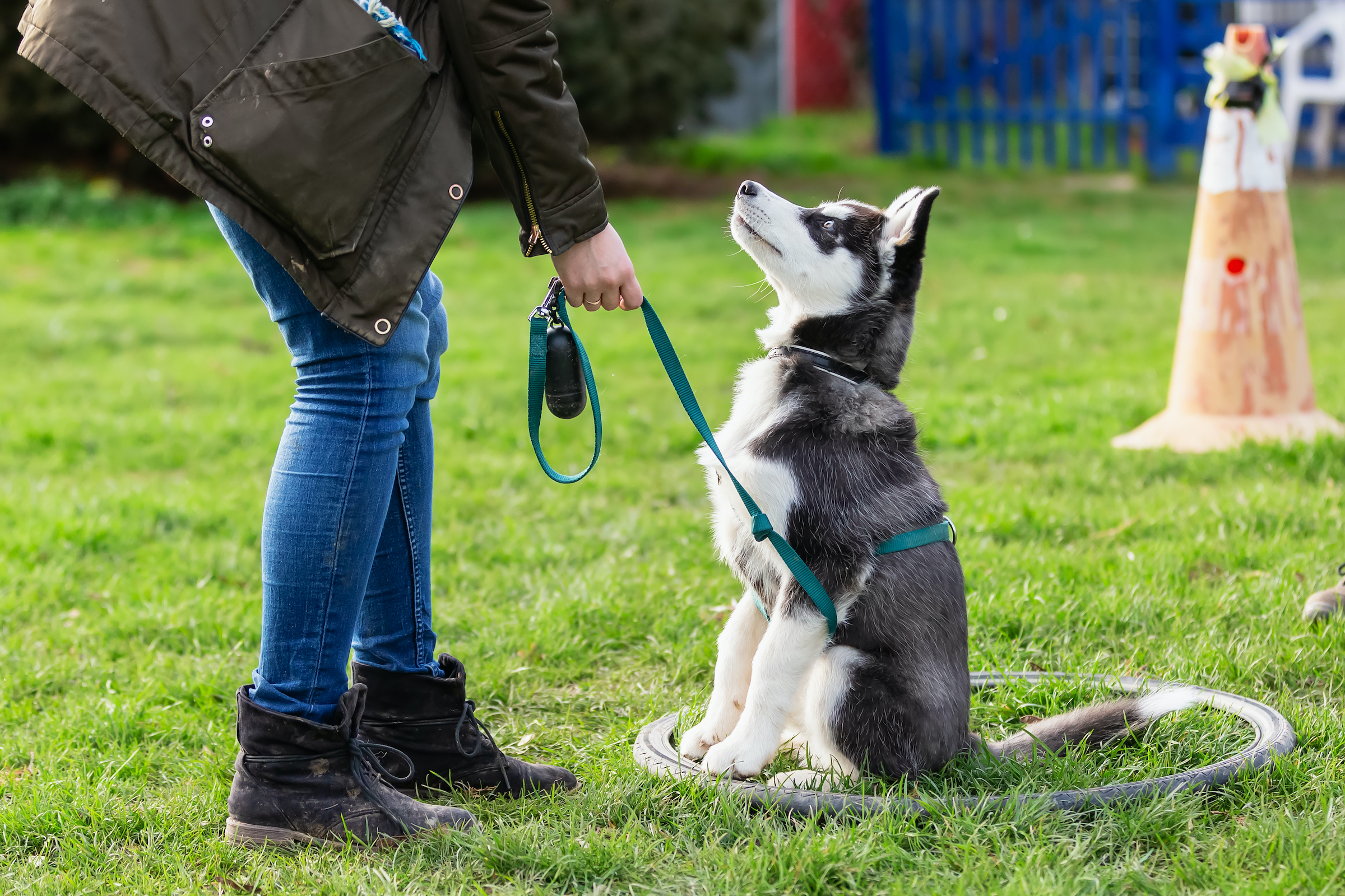 A husky puppy sits in the grass and looks up at their owner during training.