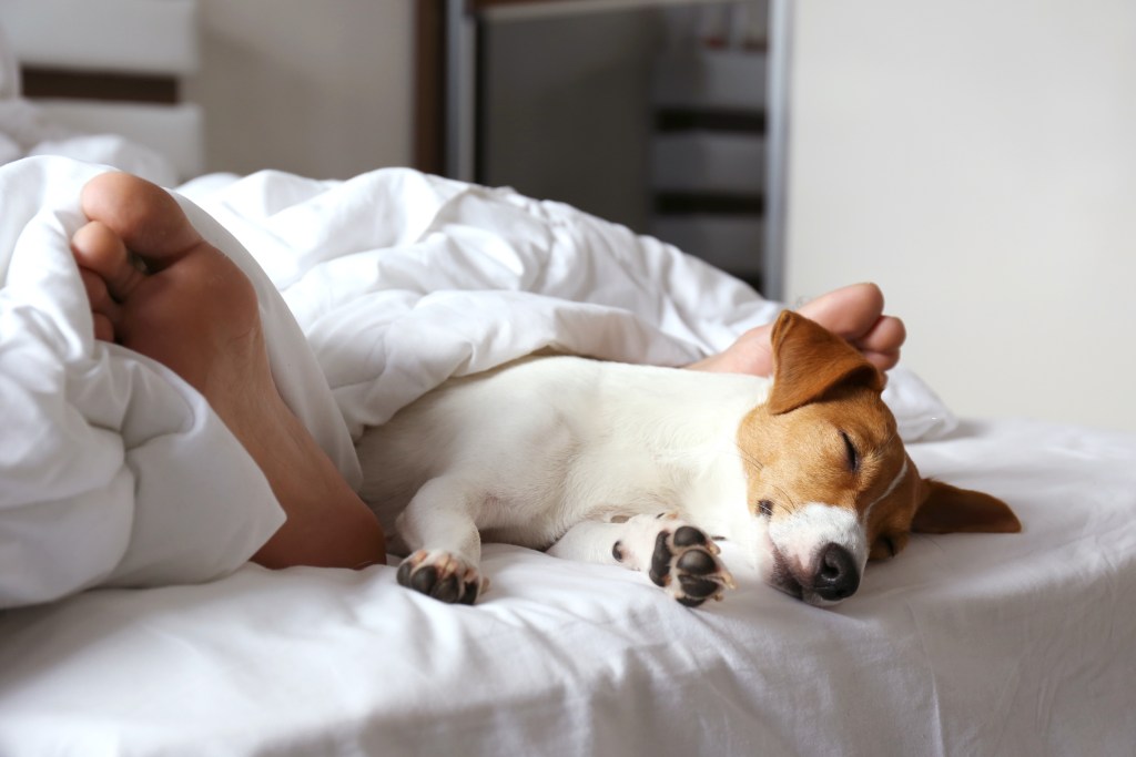 A Jack Russell terrier lies in bed between the feet of his owner