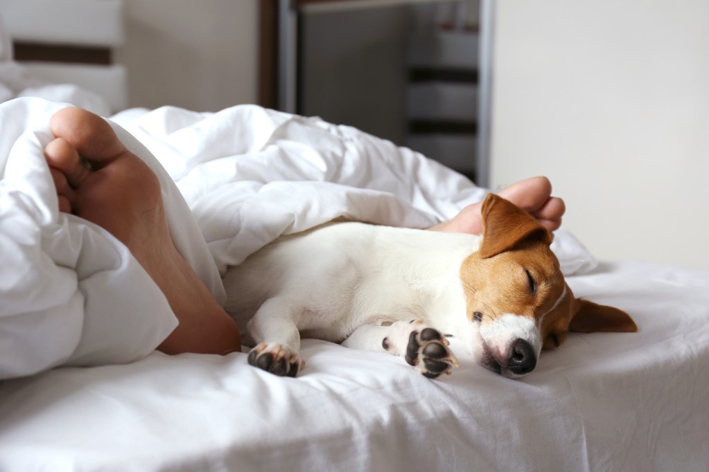 A Jack Russell terrier lies in bed between the feet of his owner