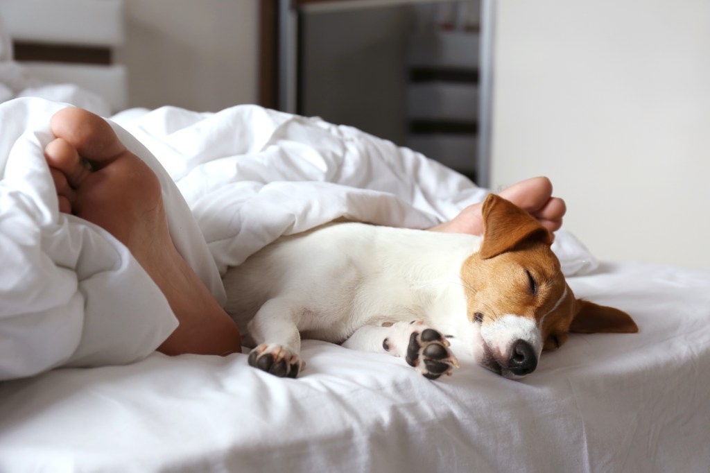 A Jack Russell terrier lies in bed between the feet of his owner