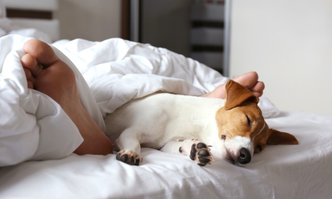 A Jack Russell terrier lies in bed between the feet of his owner