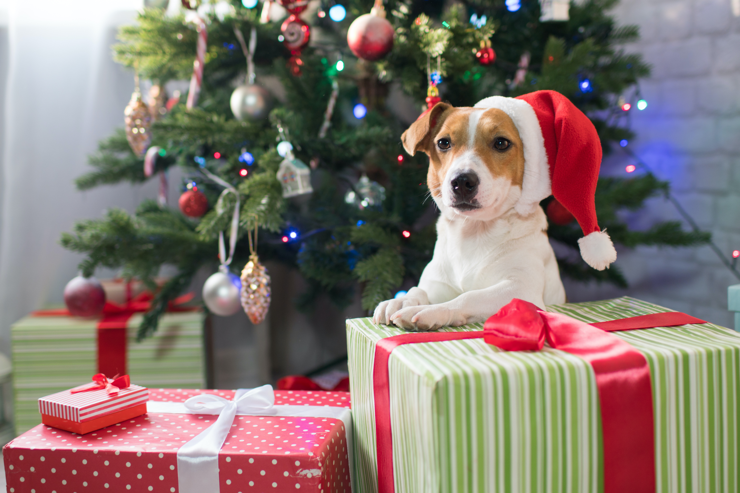 Dogs Drinking Christmas Tree Water Could Be Dangerous | PawTracks