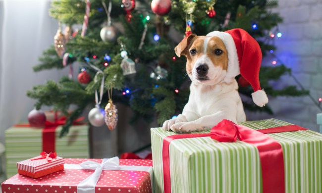 Jack Russell terrier in from of Christmas tree with presents