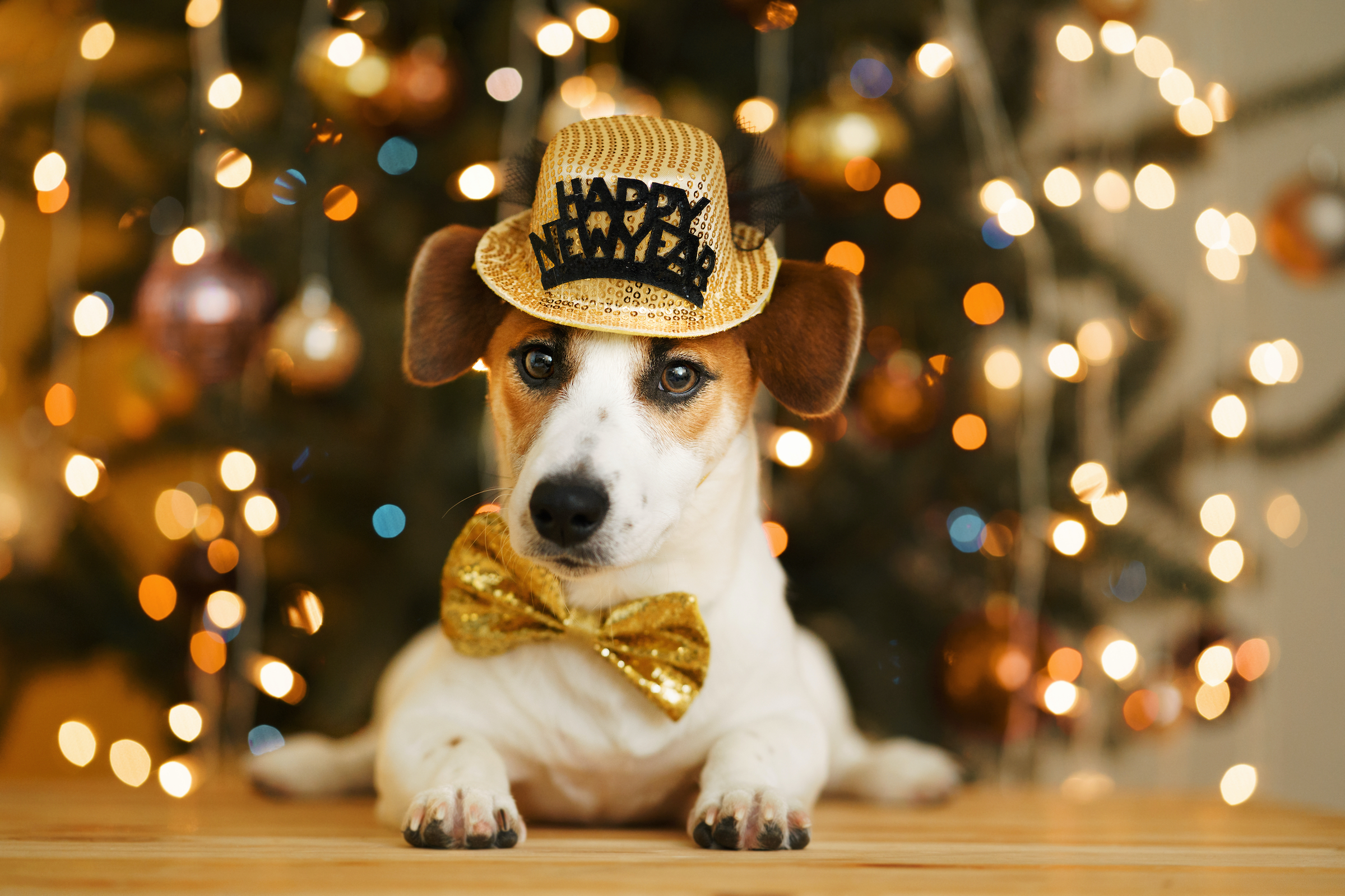 A Jack Russell Terrier wears a bow tie and New Year's hat with lights in the background