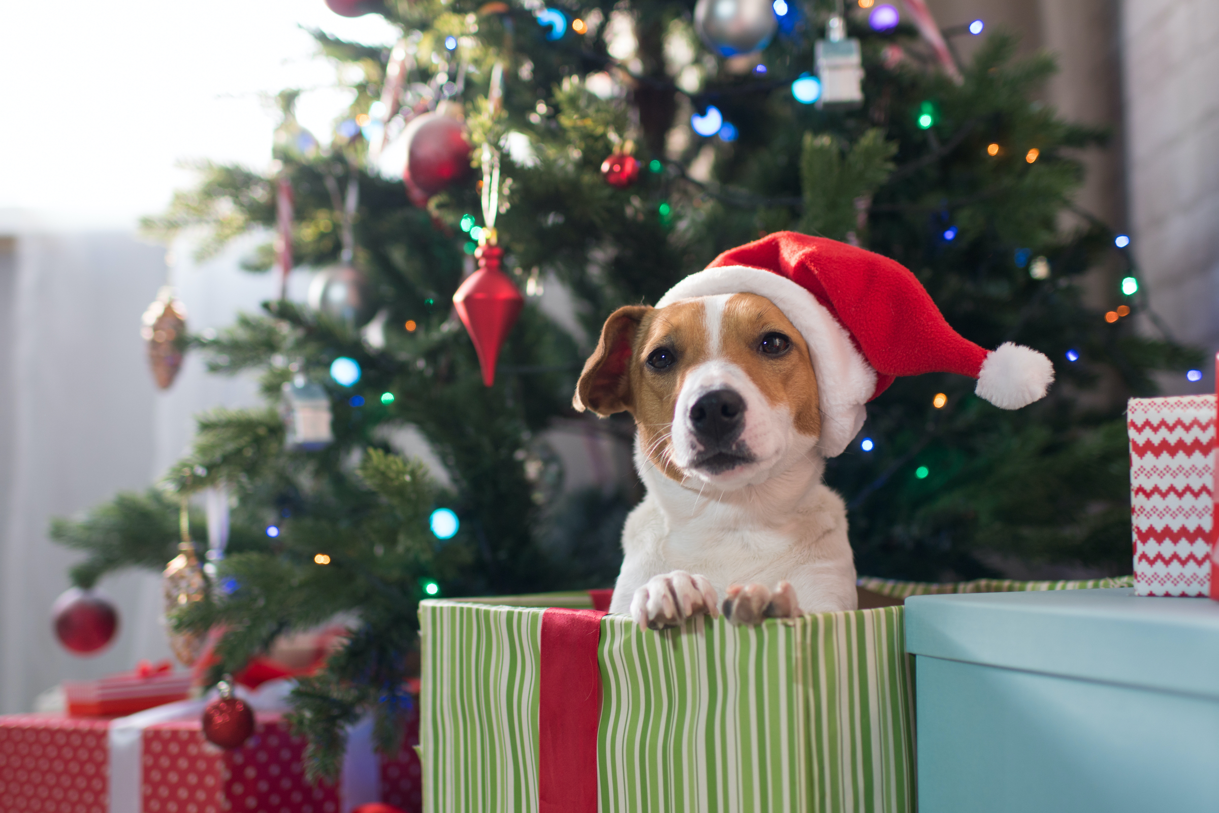 A Jack Russell Terrier wearing a Santa hat sits in a Christmas present in front of a tree