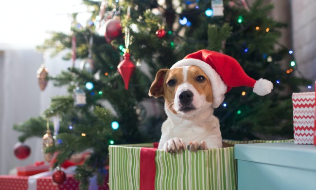 A Jack Russell rerrier wearing a Santa hat sits in a Christmas present in front of a tree