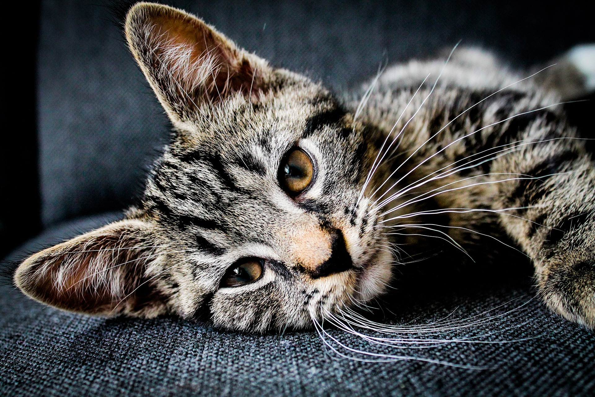 Kitten lying on a grey upholstered chair
