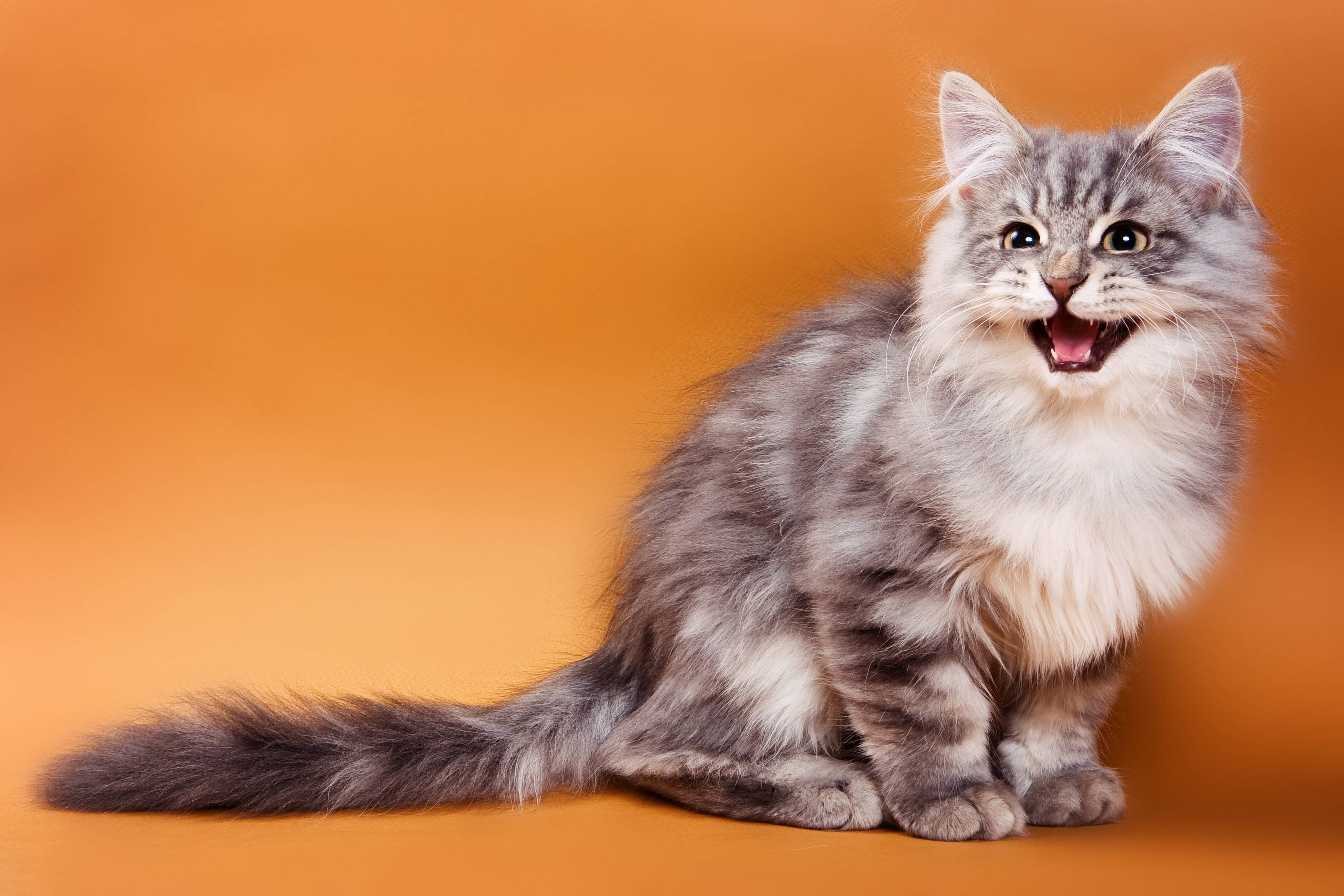 Causes Of Laryngitis in Cats & What to Do