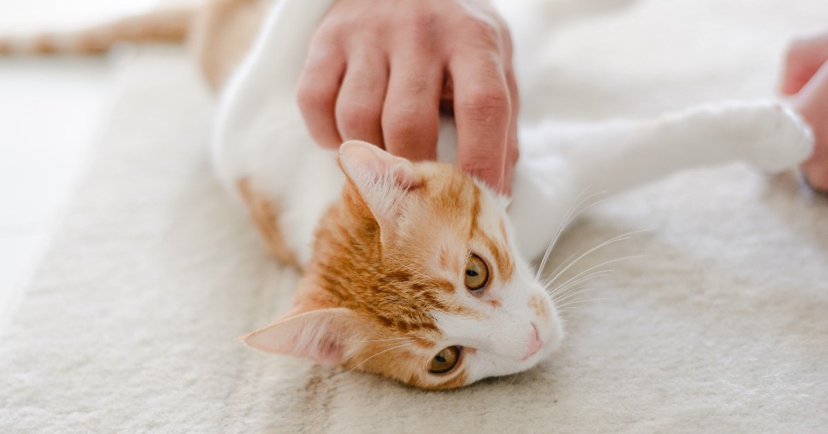 Precisely When to Neuter a Kitten, According to Experts | PawTracks