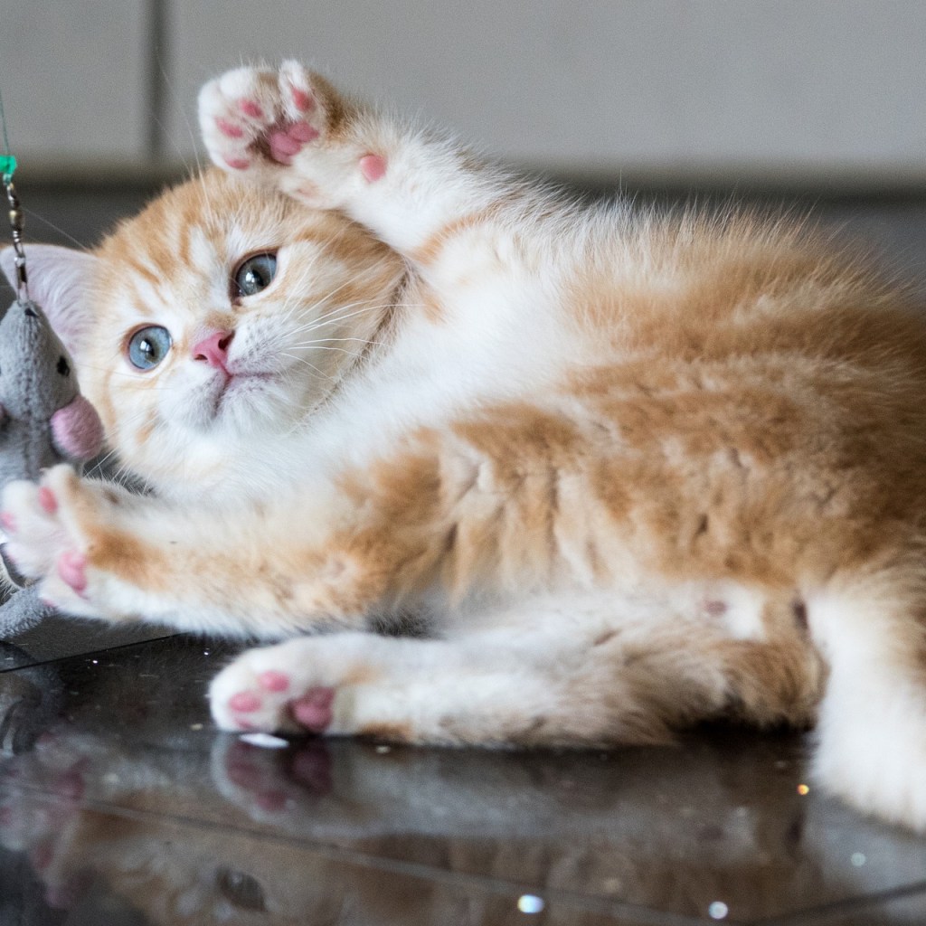 Orange and white kitten playing with a mouse toy