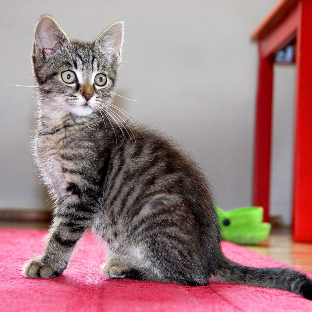 Young kitten sitting on a red carpet
