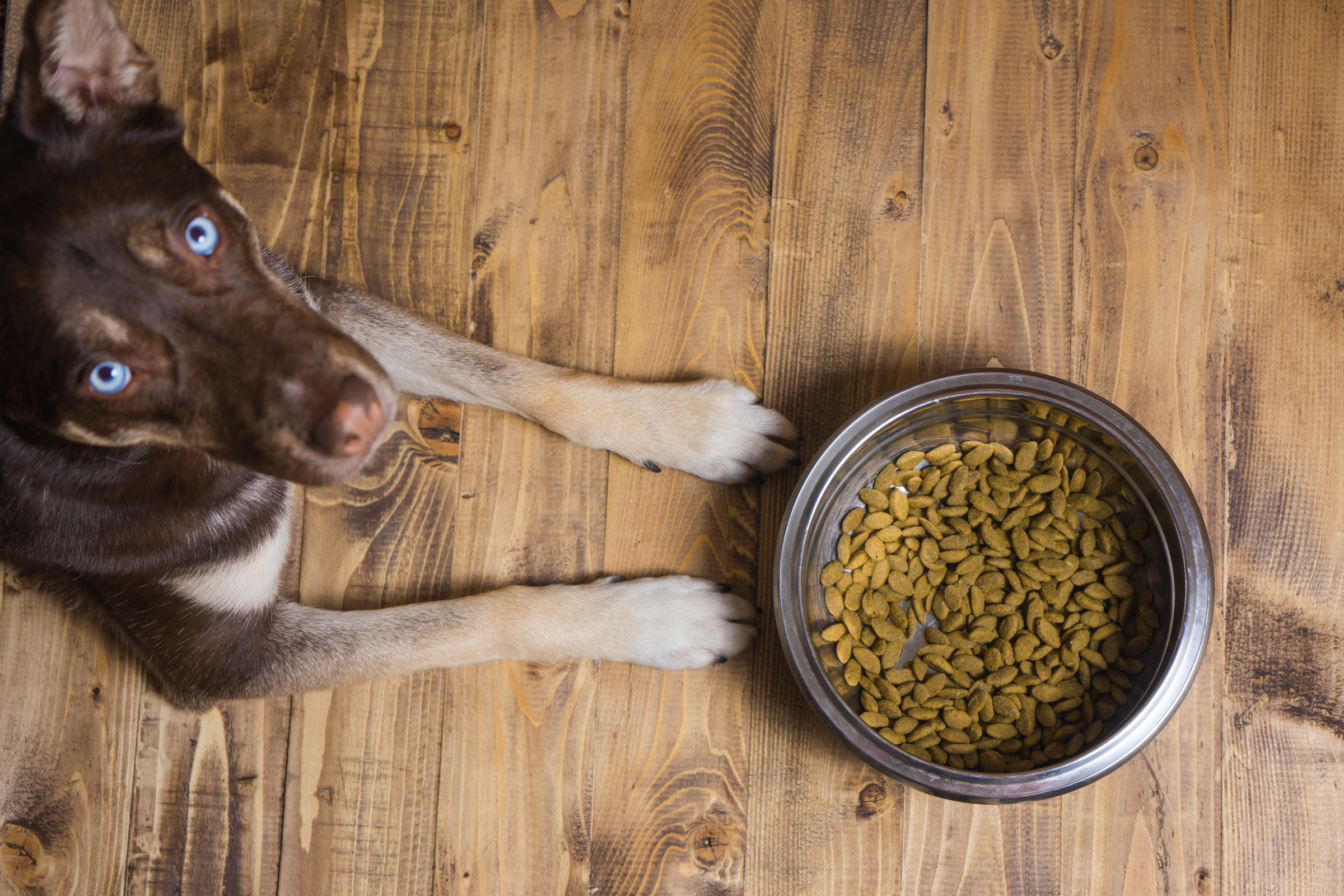 A large dog with blue eyes looks up at the camera while lying on the floor next to a food bowl filled with kibble