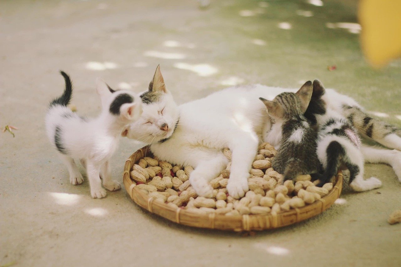 Katė mama, glaudžianti savo tris kačiukus. 