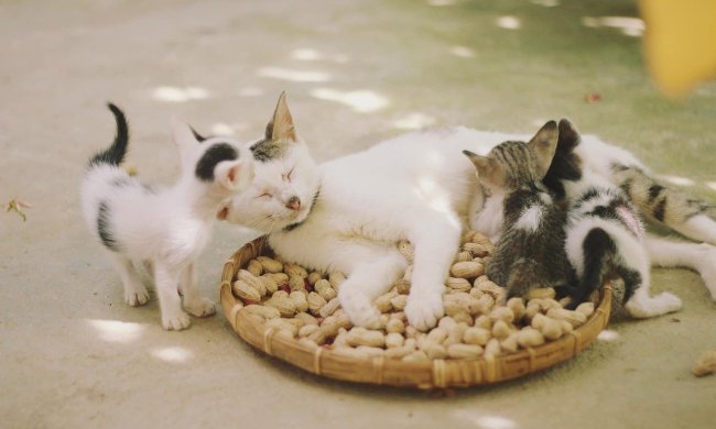 A mama cat snuggling her three kittens.