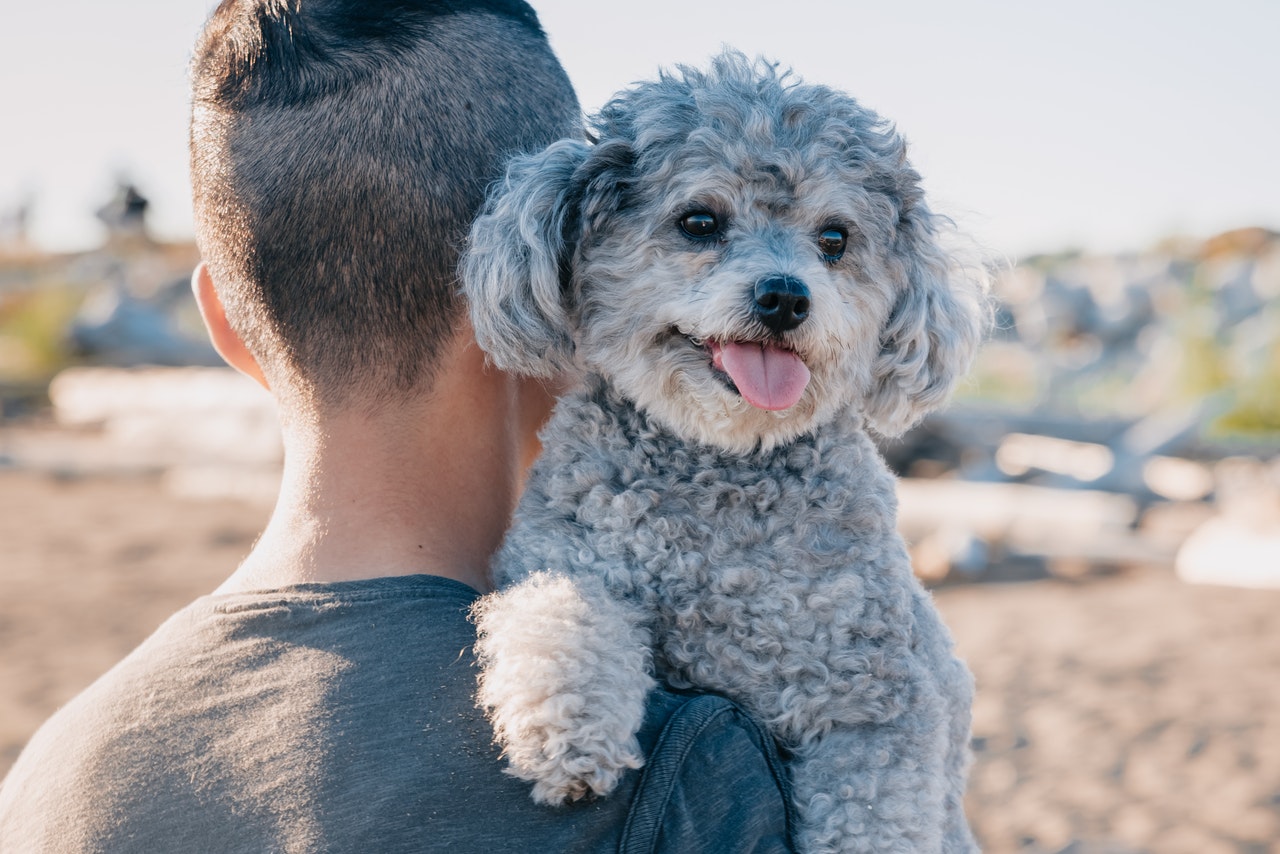 A man carries an older gray Poodle at the beach.