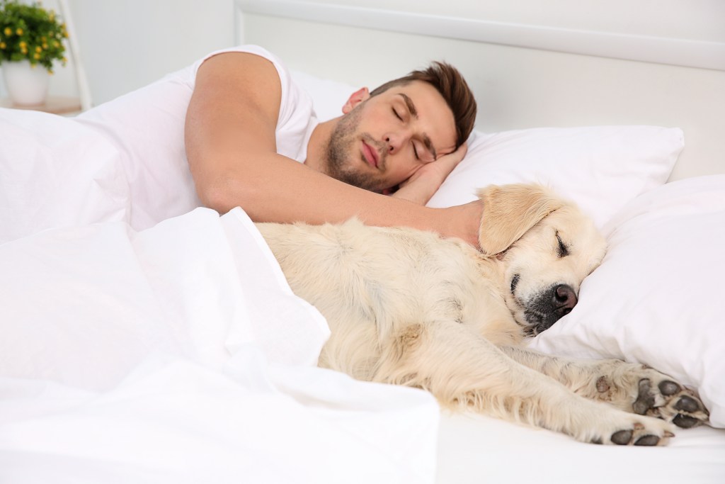 A man and his dog sleep side by side in bed