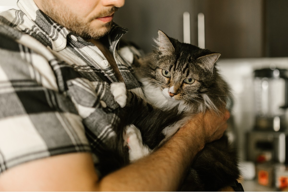 man with gray checkered shirt holding his gray long-haired cat