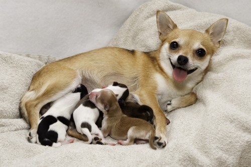 Mom with her newborn puppies.