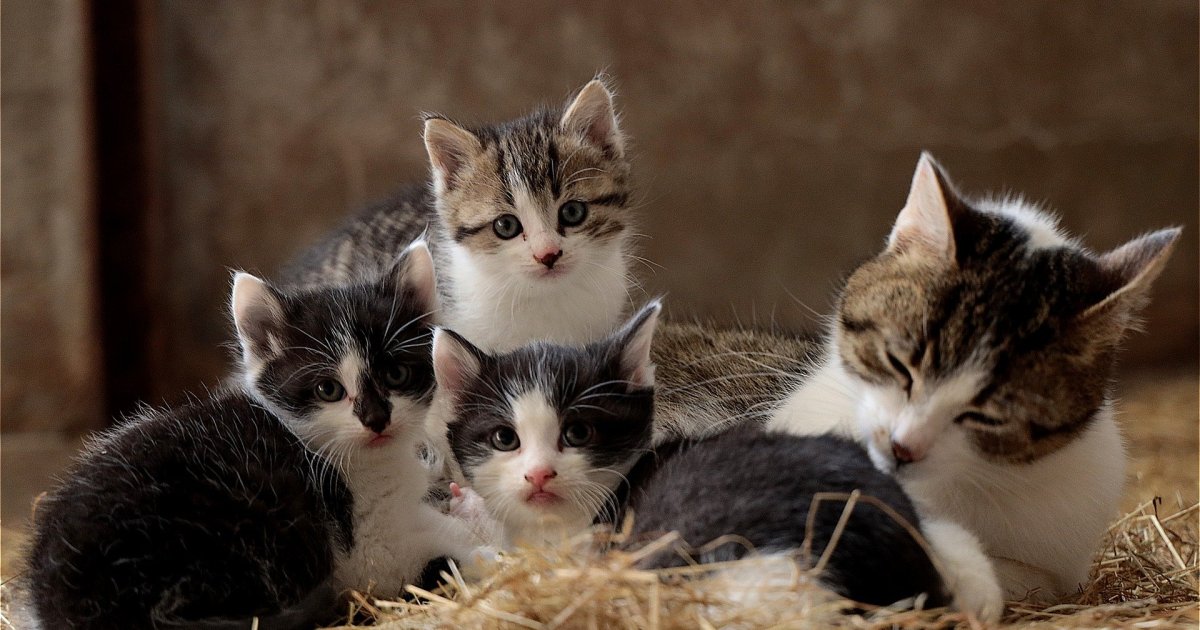 These Tips Can Help You To Feed a Pregnant Cat the Right Way PawTracks