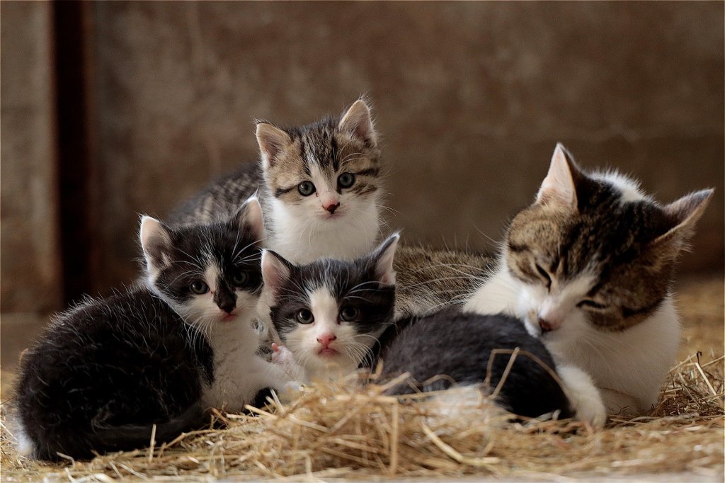 Mother cat lying on straw with her three kittens