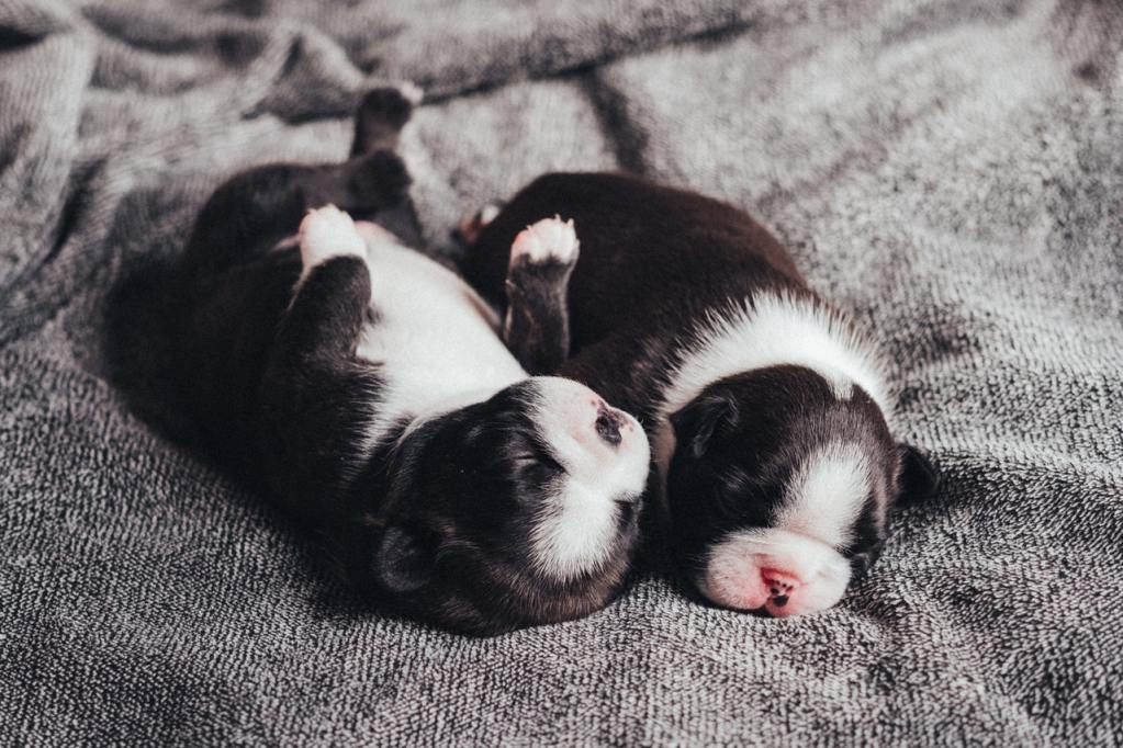 Two newborn black and white French bulldog puppies.
