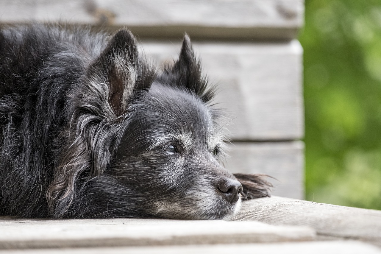 An old black dog with a graying muzzle lying on a porch