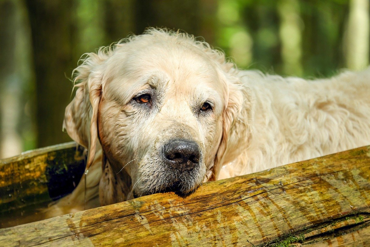 An old Golden Retriever stands between two logs outside.