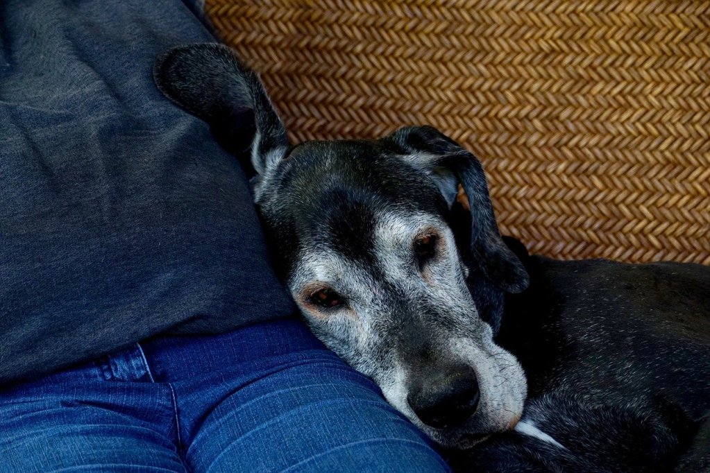 An old Great Dane with a white face leaning against a man's side.