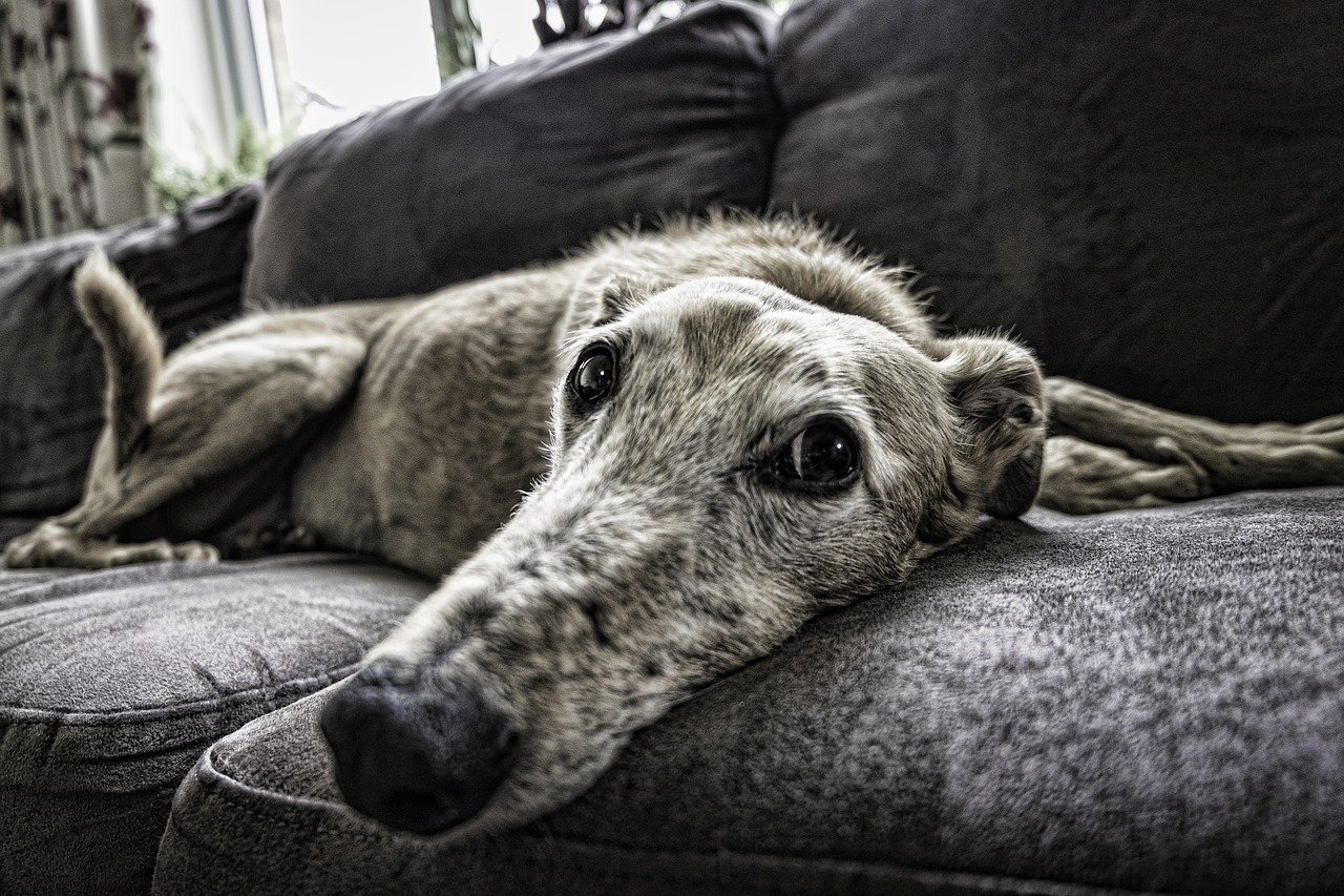 An old Greyhound lying on a gray sofa.