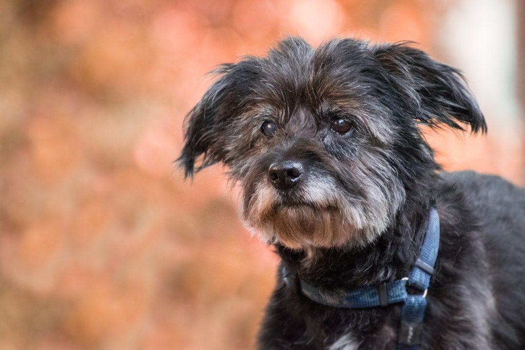 Old terrier with a gray muzzle