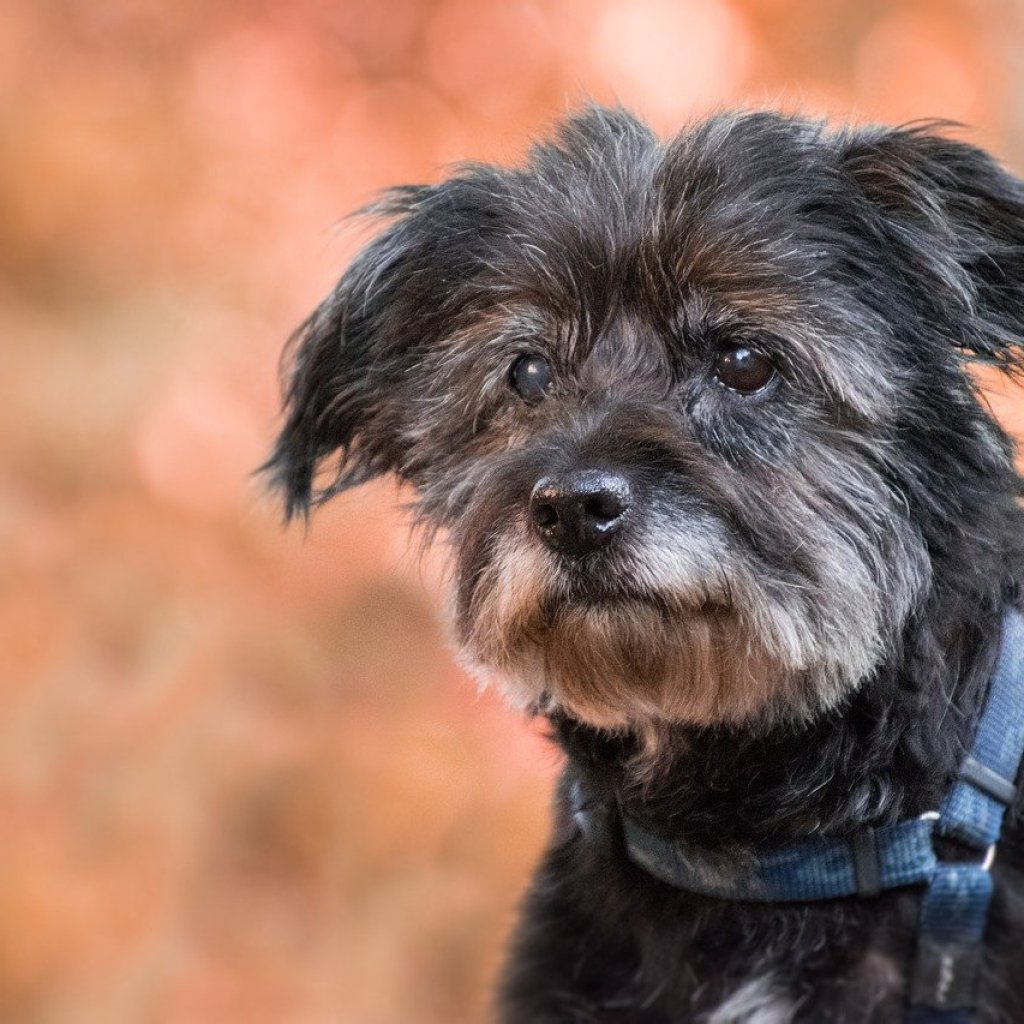 Old terrier with a gray muzzle