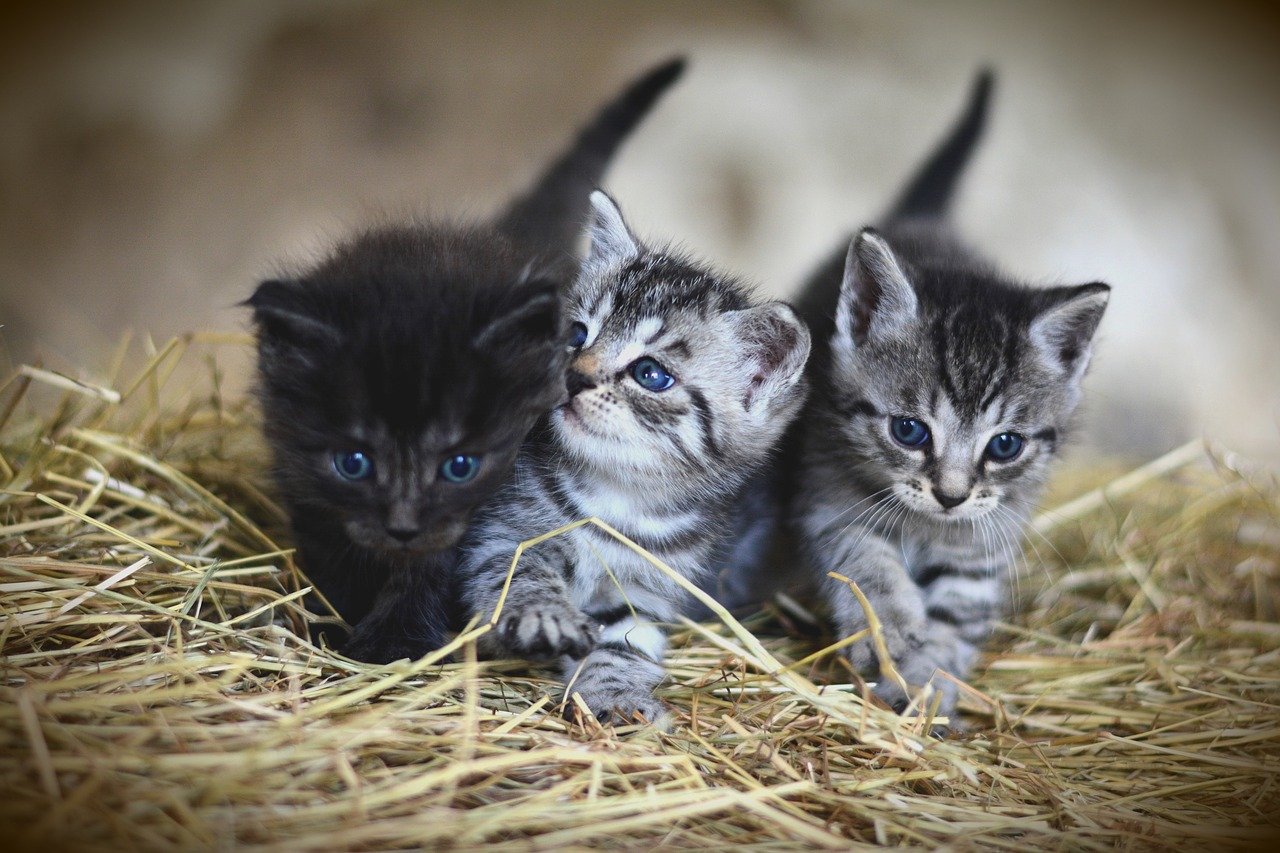 Three kittens, one black and two striped, walking through a stack of hay.
