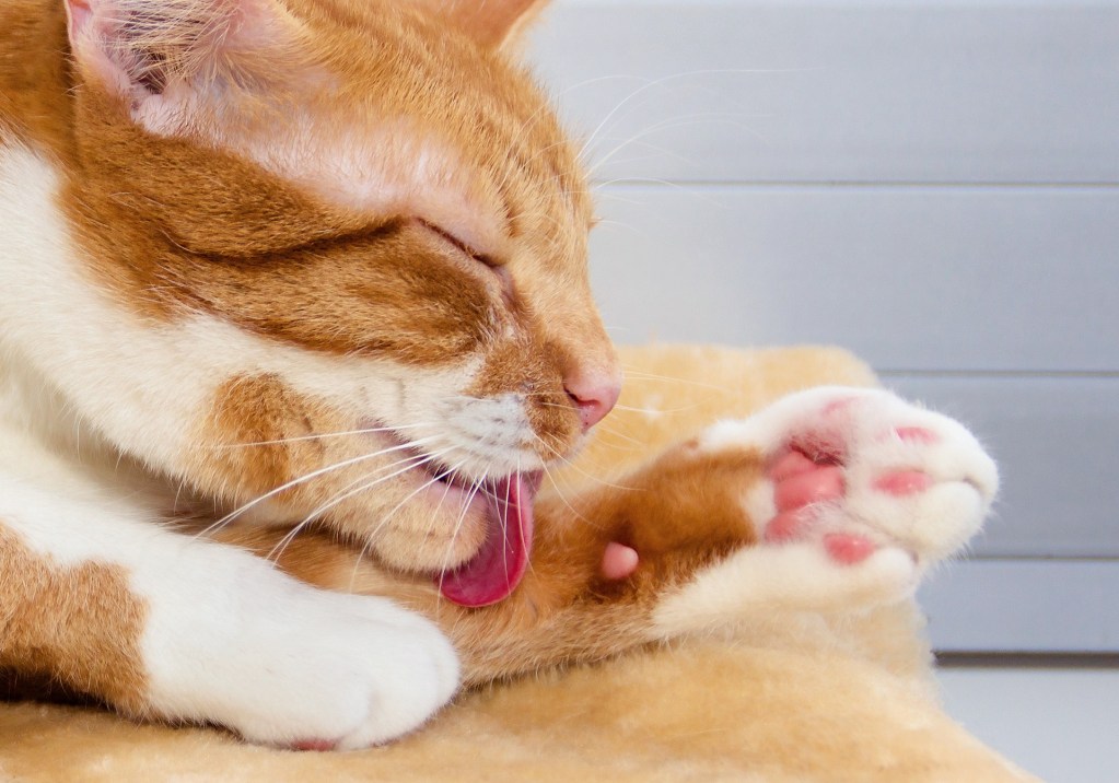 Orange and white cat grooming his paw