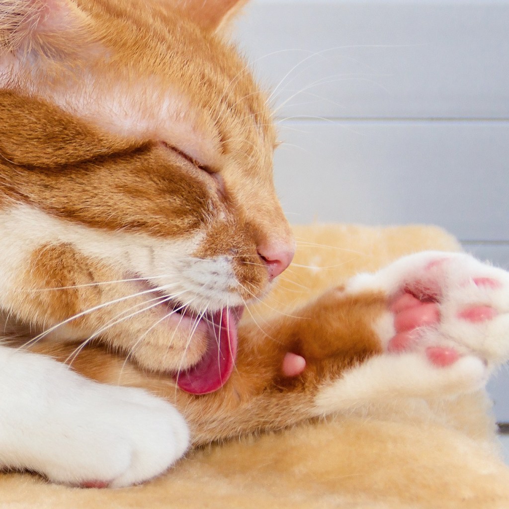 Orange and white cat grooming his paw