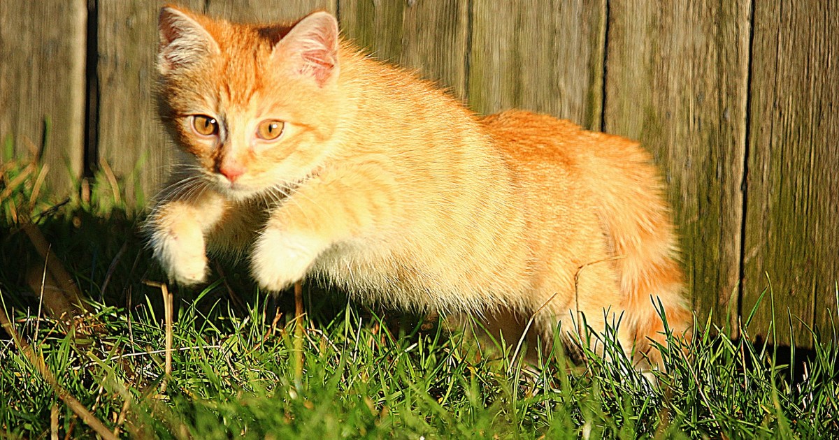 Here's How to Calm Your Cat While Keeping You Both Safe PawTracks