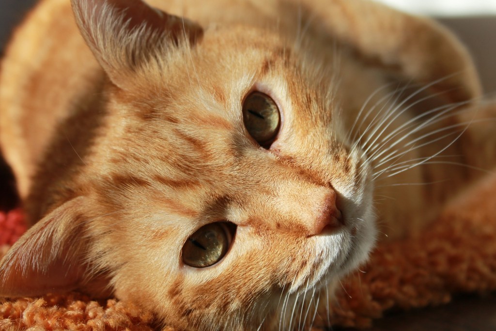 Orange cat lying on an orange blanket