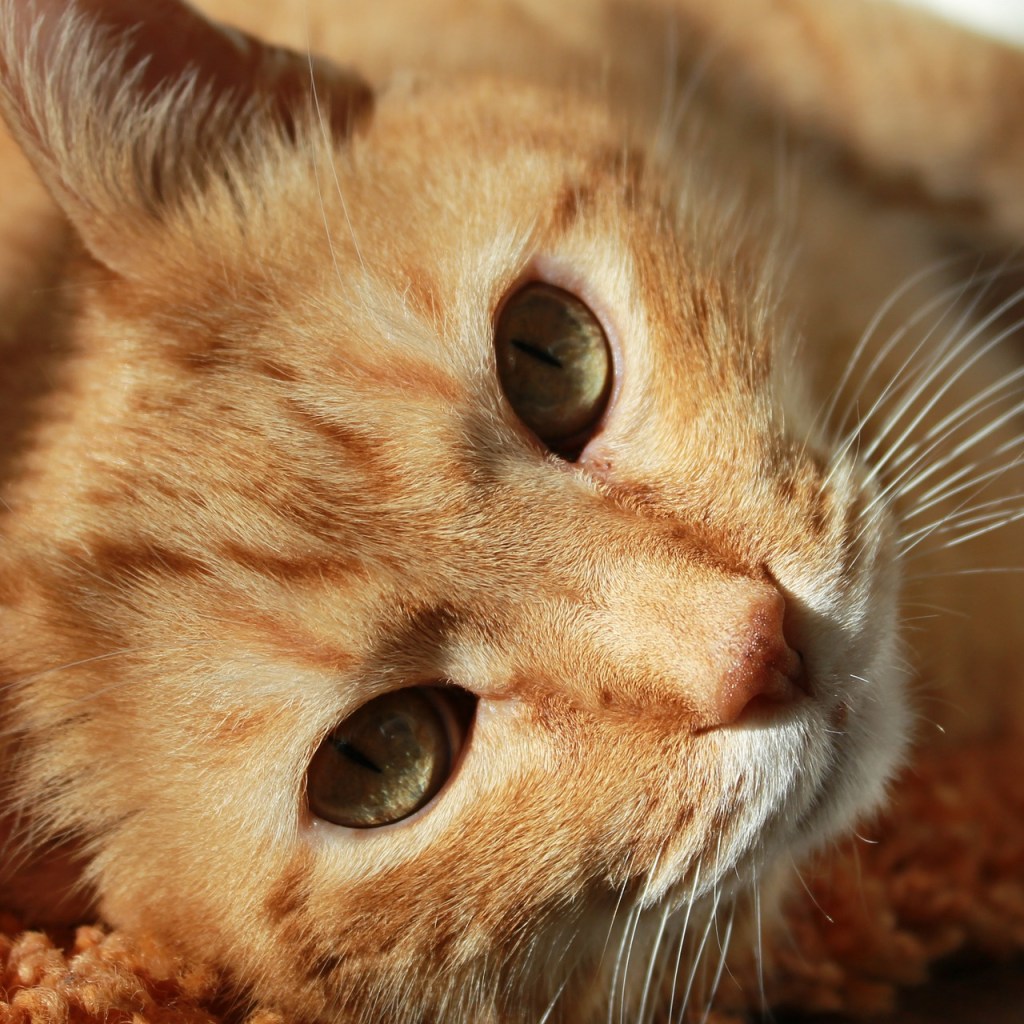 Orange cat lying on an orange blanket