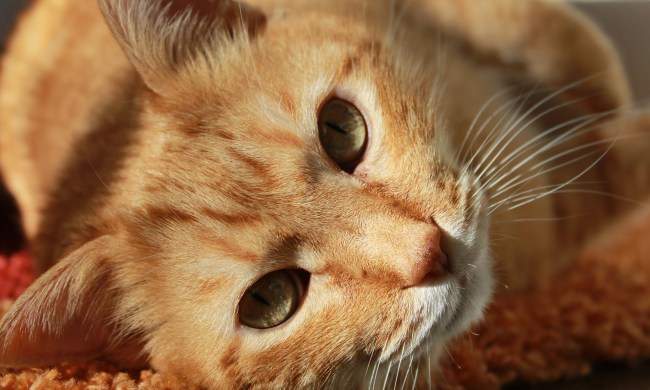 Orange cat lying on an orange blanket