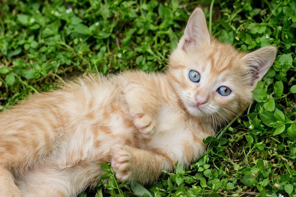 Orange kitten lying on its back in a grassy yard