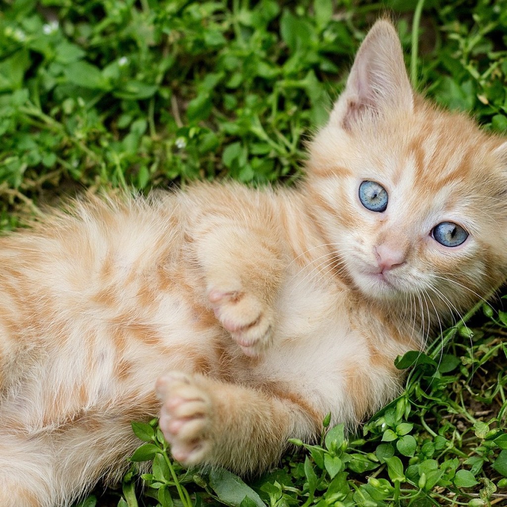 Orange kitten lying on its back in a grassy yard
