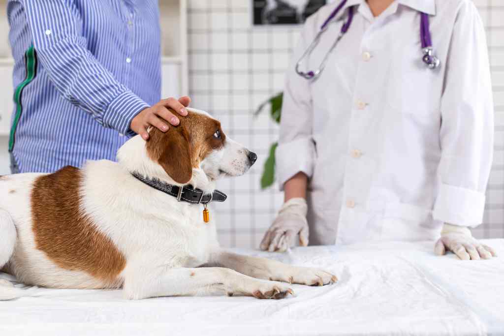 Owner petting dog at vet