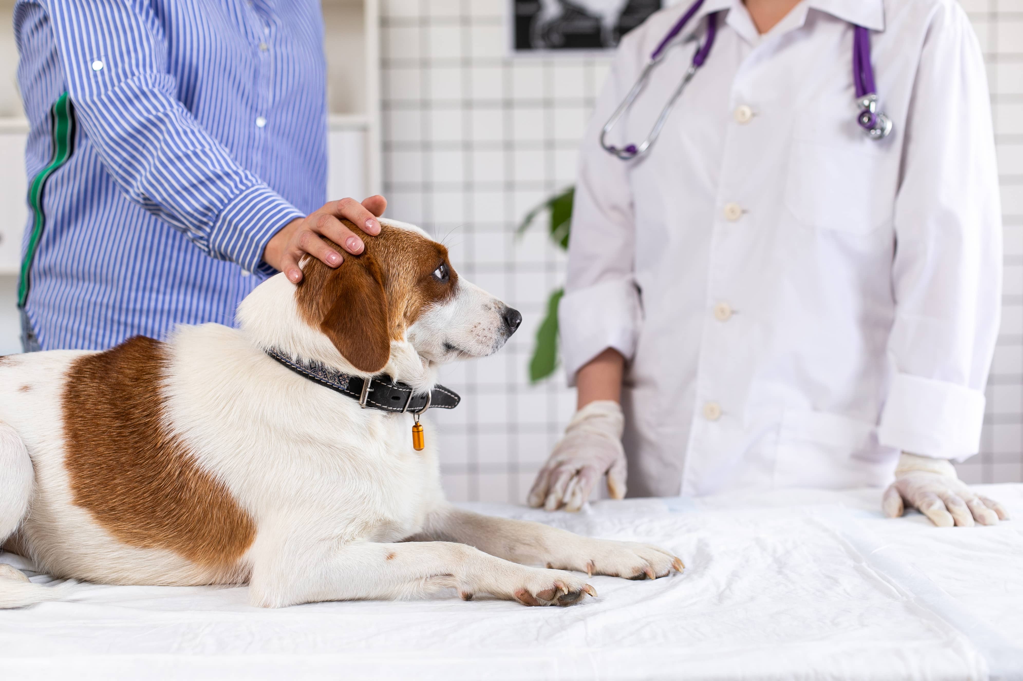 Owner petting dog at vet