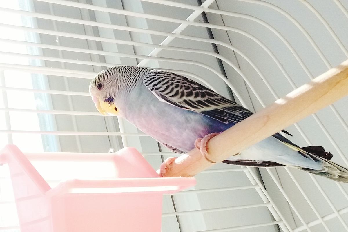 Parakeet sėdi ant ešerio su ryškia ryto šviesa 