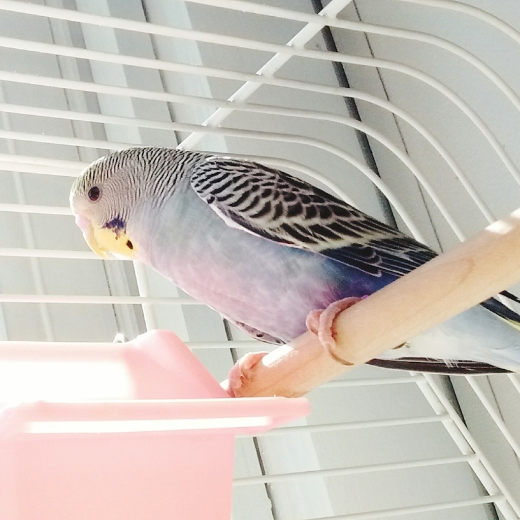 Parakeet sits on perch with bright morning light