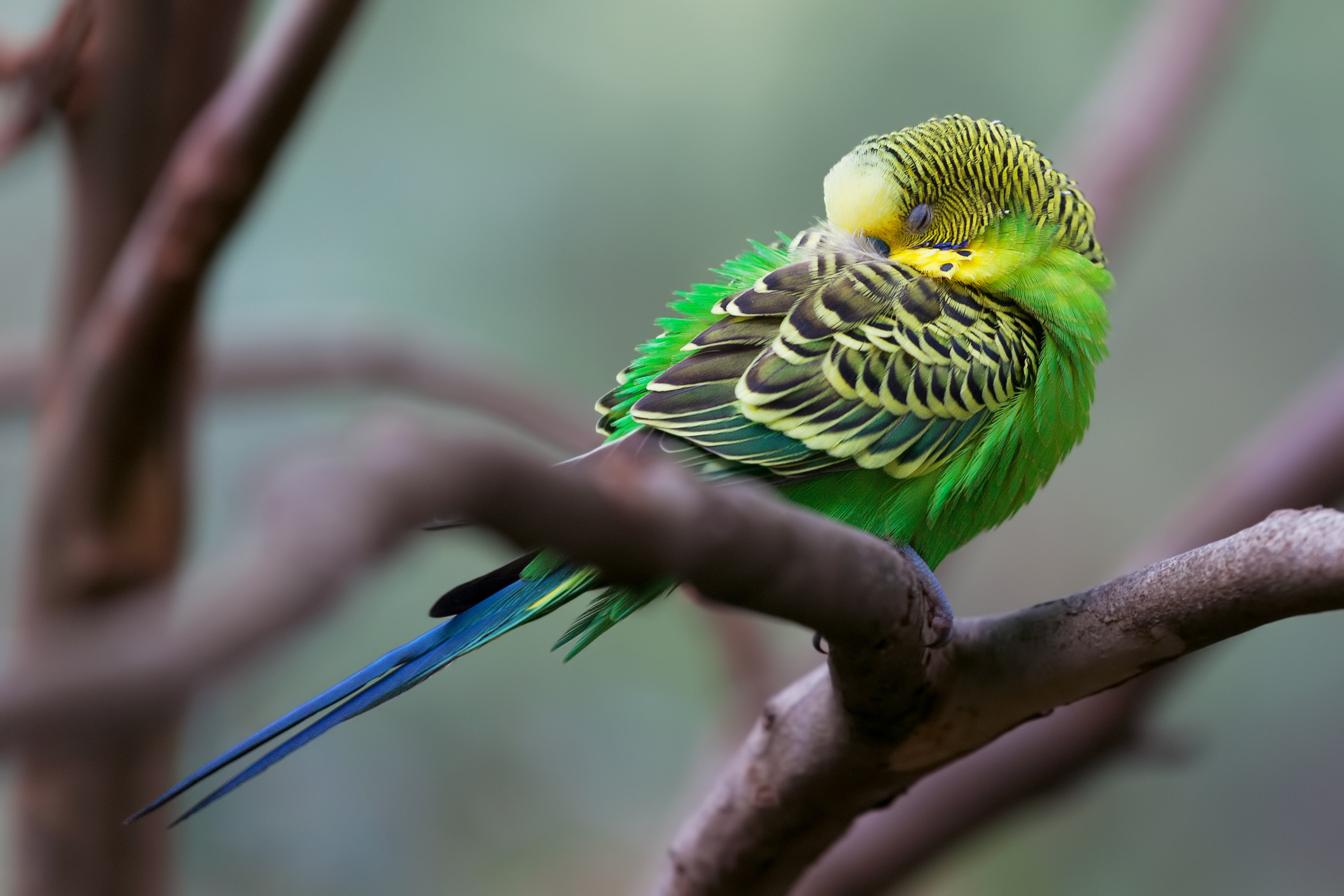 Budgie sleeps with his head buried on a branch