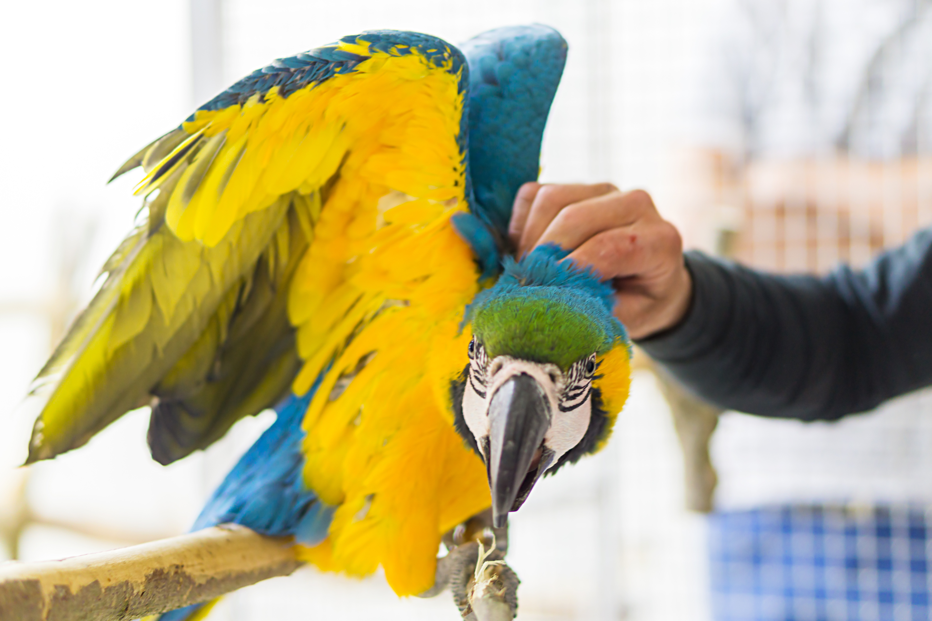Blue and gold parrot being petted by owner