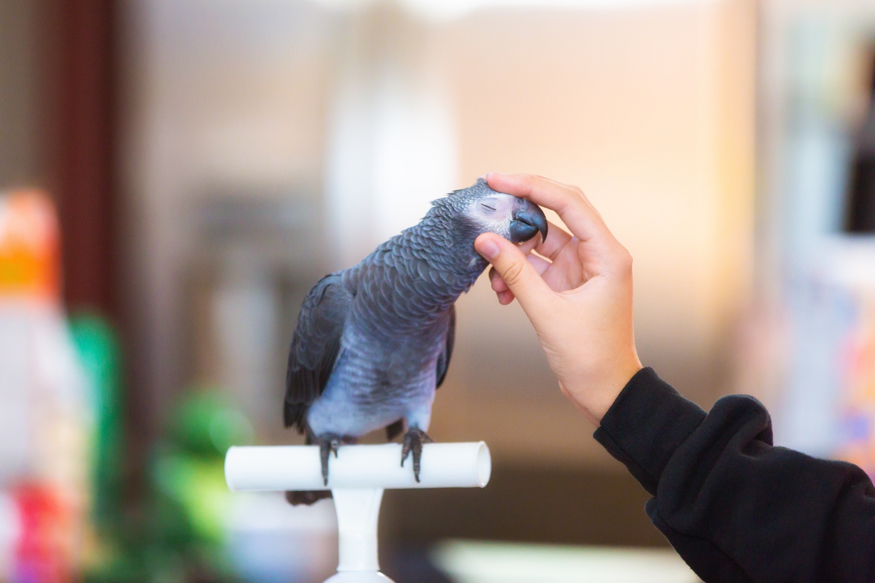 Owner pets his gray parrot on the head